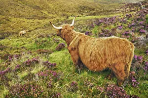 Cattle Prints: Highland cattle in heather - United Kingdom, Scotland, Inner Hebrides, Skye, Strath