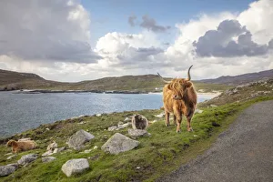 Cattle Prints: Highland Cattle, Isle of Harris, Outer Hebrides, Scotland