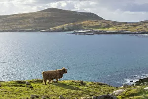 Images Dated 12th August 2021: Highland Cattle, Isle of Harris, Outer Hebrides, Scotland