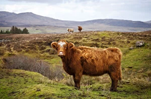 Cute Gallery: Highland cattle, Isle of Skye, Scotland, UK