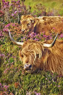 Family Prints: Highland cattle mother and calf in heather - United Kingdom, Scotland, Inner Hebrides