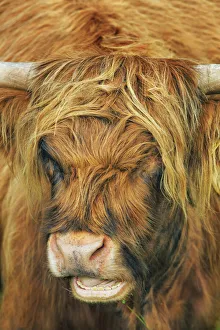 Farm Land Prints: Highland cattle portrait - United Kingdom, Scotland, Inner Hebrides, Skye, Strath
