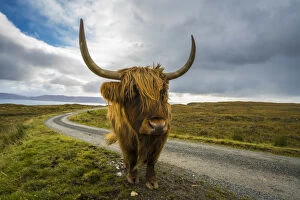 Highland cattle on roadside, near Kilmarie, Isle of Skye, Scotland, United Kingdom