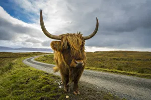 Alba Gallery: Highland cattle on roadside, near Kilmarie, Isle of Skye, Scotland, United Kingdom