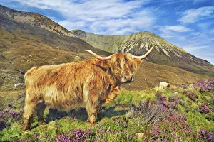 Cattle Prints: Highland cattle - United Kingdom, Scotland, Inner Hebrides, Skye, Strath