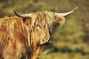 Cattle Prints: Highland cattle - United Kingdom, Scotland, Inner Hebrides, Skye, Strath