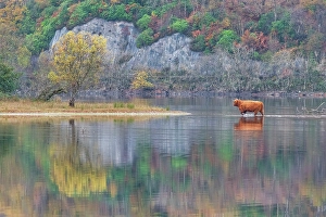 Loch Awe Prints: Highland Cow Crossing Loch Awe, Argyll & Bute, Scotland