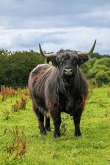 Cows Prints: Highland Cow, Deeside, Aberdeenshire, Scotland, UK