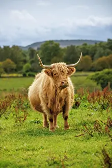 Cows Prints: Highland Cow, Deeside, Aberdeenshire, Scotland, UK
