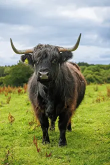 Cows Prints: Highland Cow, Deeside, Aberdeenshire, Scotland, UK