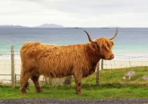 Cattle Prints: Highland cow with the Huisinish (Hushinish) beach in the background