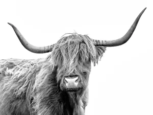 Cattle Prints: Highland Cow, Isle of Skye, Inner Hebrides, Highlands, Scotland, UK