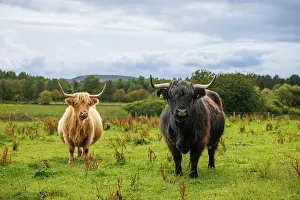 Cows Prints: Highland Cows, Deeside, Aberdeenshire, Scotland, UK