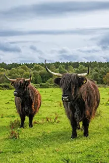 Cows Prints: Highland Cows, Deeside, Aberdeenshire, Scotland, UK