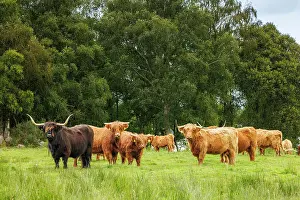 Cows Prints: Highland Cows, Deeside, Aberdeenshire, Scotland, UK