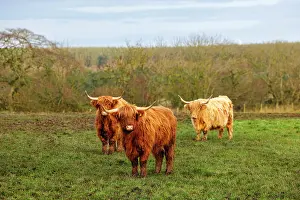Cows Prints: Highland Cows, near Peterhead, Scotland
