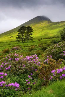 Connacht Prints: Highlands of Connemara with wild rhododendron shrubs