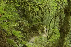 Walker Prints: Hiker at Elowah Falls, Columbia River Gorge National Scenic Area, Multnomah County