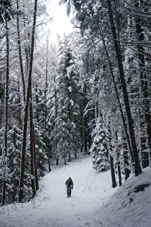 Alone hiker in a wood after a winter snowfall. Sondrio province, Valtellina, Lombardy Alone hiker in a wood after a winter snowfall. Sondrio province, Valtellina, Lombardy