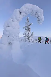 Trekker Prints: Hikers on snowshoes, Pallas-Yllastunturi National Park, Muonio, Lapland, Finland (MR)