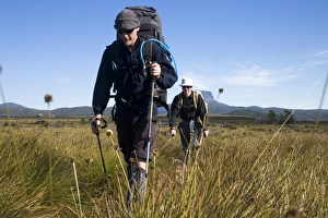 Out Side Gallery: Hiking through the buttongrass plains on the Overland Track