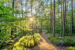 Wasgau Prints: Hiking path near Busenberg near Dahn in the evening light