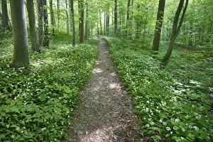 Hiking trail in beech forest with bear garlic - Germany, Lower Saxony