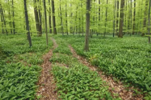 Hiking trail in beech forest with bear garlic - Germany, Baden-Wurttemberg, Stuttgart