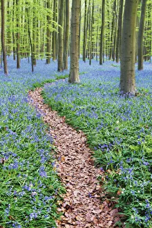 Halle Prints: Hiking trail through beech forest with bluebells - Belgium, Flanders, Halle, Hallerbos