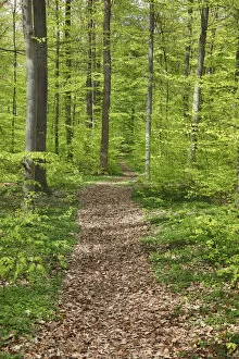 Images Dated 4th March 2021: Hiking trail in beech forest - Germany, Baden-Wurttemberg, Stuttgart, Esslingen