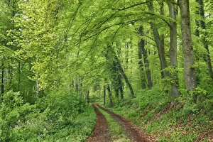 Hiking trail in beech forest - Germany, Baden-Wurttemberg, Freiburg, Konstanz, Stockach