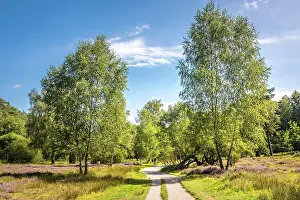 Heath Prints: Hiking trail between birch trees and heath in the Buesenbachtal nature reserve near Handeloh