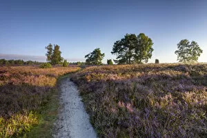 Hiking trail through blooming heathland (Calluna vulgaris