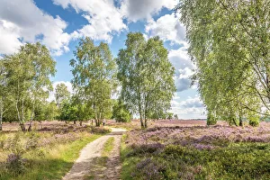 Hiking Route Prints: Hiking trail through the blooming heathland to the Suhorn viewpoint