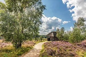 Hiking Route Prints: Hiking trail through the blooming heathland to the Suhorn viewpoint