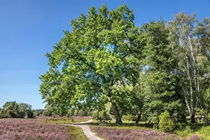 Heath Prints: Hiking trail between heathland in the Buesenbachtal nature reserve near Handeloh