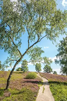 Heath Prints: Hiking trail through the heathland in the Buesenbachtal nature reserve near Handeloh