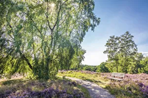 Heath Prints: Hiking trail through the heathland near the village of Egestorf