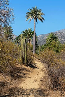 Hiking trail lined with cactus and Chilean palm trees at Sector Palmas de Ocoa, La Campana National Park