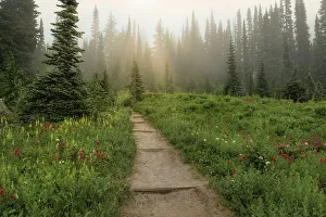 Rainier Prints: Hiking Trail Nationalpark Mt. Rainier