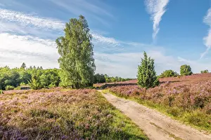 Heath Prints: Hiking trail in the Totengrund heathland near the village of Wilsede