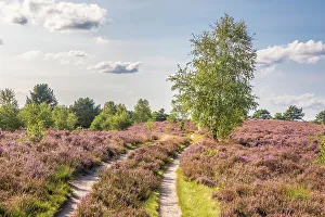 Heath Prints: Hiking trail in the Wesel Heath nature reserve