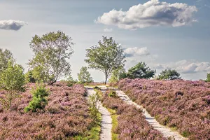 Lower Saxony Prints: Hiking trail in the Wesel Heath nature reserve
