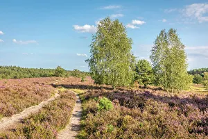 Heath Prints: Hiking trail in the Wesel Heath nature reserve