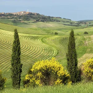 Harvesting Prints: Hill top town of Pienza, Val D'Orcia, Tuscany, italy May 2022