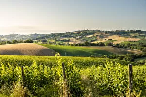 Adriatic Coast Gallery: hills and vineyards in Marche region, Central Italy. Urbisaglia, Macerata district