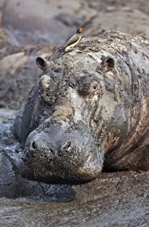 Animal Behaviour Collection: A hippo basks in a mud wallow