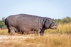 Hippo Prints: Hippo, Chobe River, Botswana