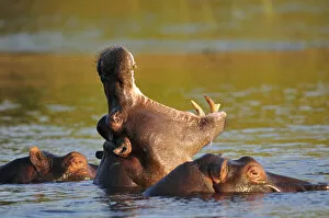 African Wildlife Gallery: Hippo in Chobe River, Chobe National Park, Botswana, Africa