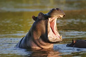African Wildlife Collection: Hippo in Chobe River, Chobe National Park, Botswana, Africa